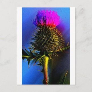 Die Blume von Schottland. Postkarte