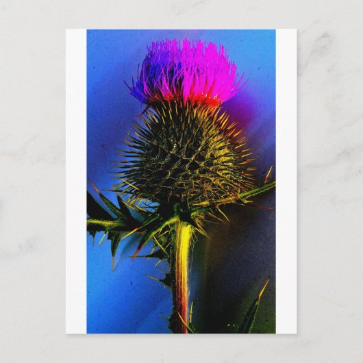 Die Blume von Schottland. Postkarte (Vorderseite)