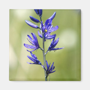 Die Blüte einer Camas-Lilie in Valley County, Magnet
