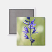 Die Blüte einer Kamellilie im Landkreis Valley, Magnet (Vorderseite/Rückseite)