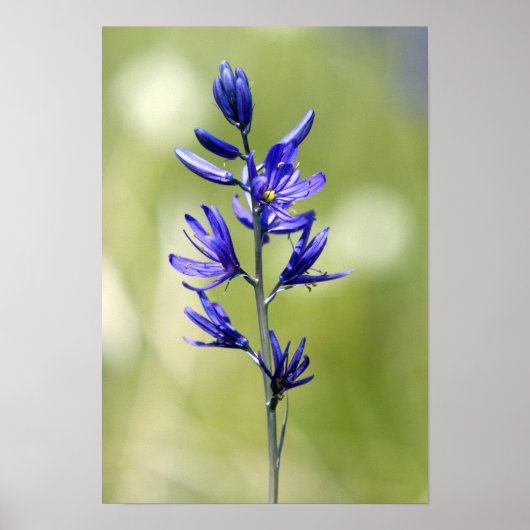 Die Blüte einer Kamellilie im Landkreis Valley, Poster (Vorne)