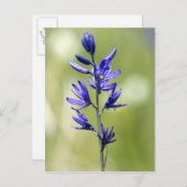 Die Blüte einer Kamellilie im Landkreis Valley, Postkarte (Vorne/Hinten)