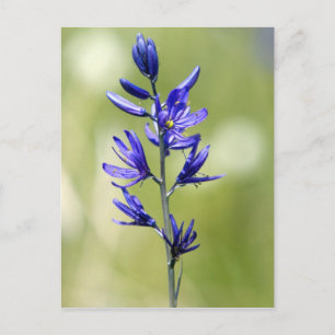 Die Blüte einer Kamellilie im Landkreis Valley, Postkarte