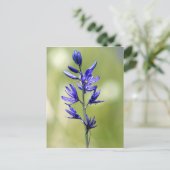 Die Blüte einer Kamellilie im Landkreis Valley, Postkarte (Stehend Vorderseite)