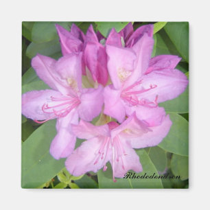 Die Blüte Rhododendron Bush Magnet