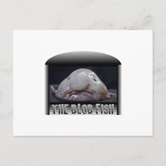 Die Blütenfische Postkarte (Vorderseite)