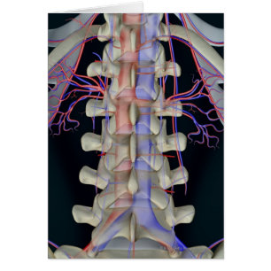 Die Blutversorgung der lumbalen Wirbel
