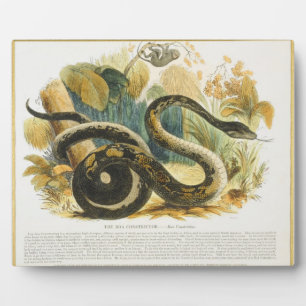 Die Boa Constrictor, pädagogische Illustrationsstä Fotoplatte