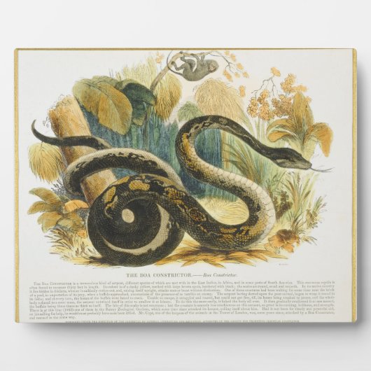 Die Boa Constrictor, pädagogische Illustrationsstä Fotoplatte (Vorderseite)