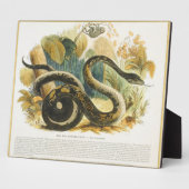 Die Boa Constrictor, pädagogische Illustrationsstä Fotoplatte (Seite)