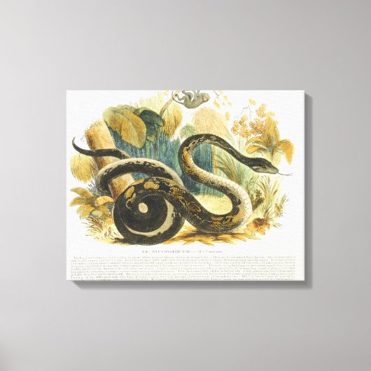 Die Boa Constrictor, pädagogische Illustrationsstä Leinwanddruck (Vorderseite)