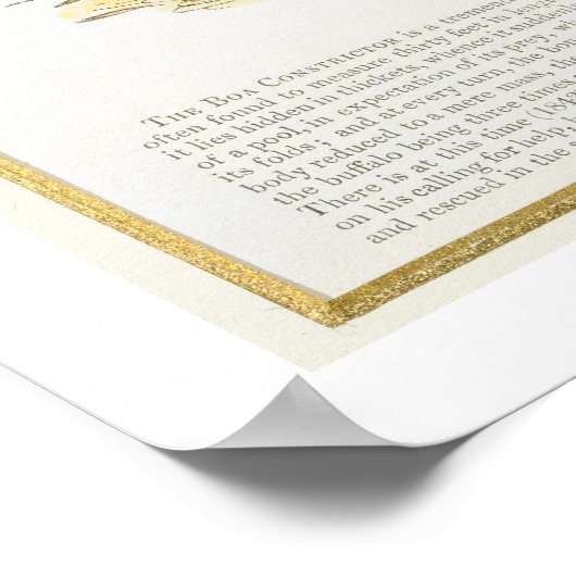 Die Boa Constrictor, pädagogische Illustrationsstä Poster (Ecke)