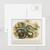 Die Boa Constrictor, pädagogische Illustrationsstä Postkarte (Vorne/Hinten)
