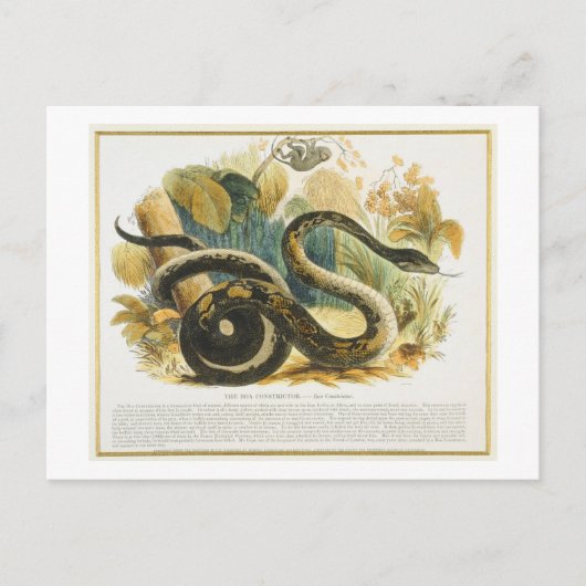 Die Boa Constrictor, pädagogische Illustrationsstä Postkarte (Vorderseite)