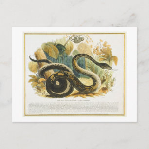 Die Boa Constrictor, pädagogische Illustrationsstä Postkarte