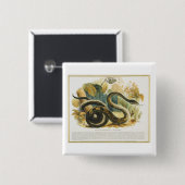 Die Boa constrictor, pädagogischer Illustration Button (Vorne & Hinten)