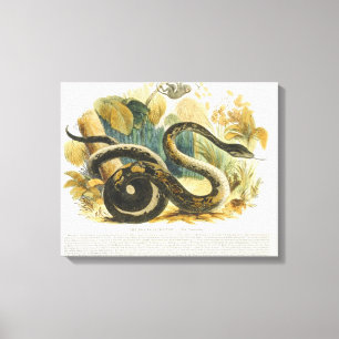 Die Boa constrictor, pädagogischer Illustration Leinwanddruck