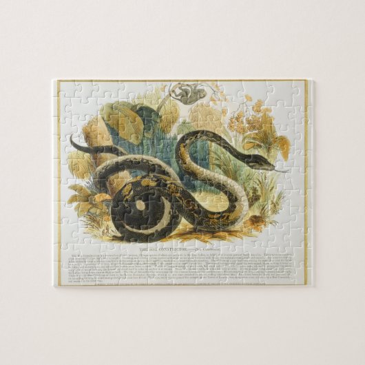 Die Boa constrictor, pädagogischer Illustration Puzzle (Horizontal)