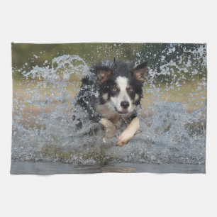 Die Border-Collie springend in Wasser Küchentuch