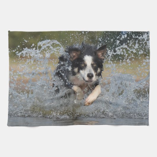 Die Border-Collie springend in Wasser Küchentuch (Horizontal)