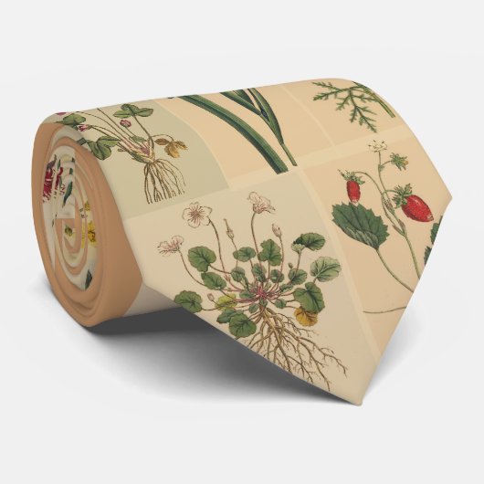 Die botanische Krawatte der Gärtner (Gerollt)