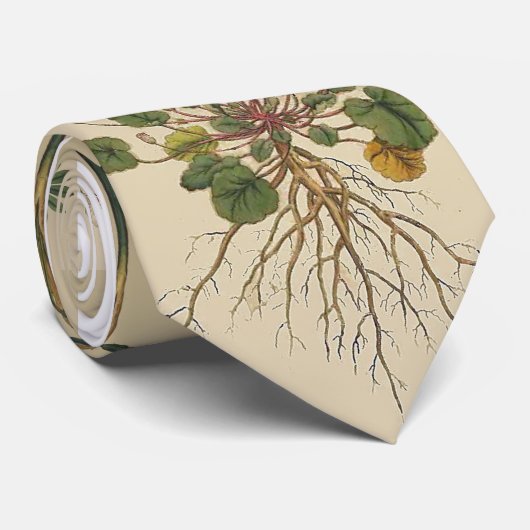 Die botanische Krawatte der Gärtner (Gerollt)