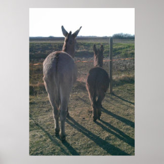 Die Brüder der Donkey Poster