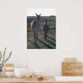 Die Brüder der Donkey Poster (Küche)