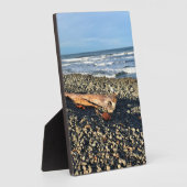 Die Bucht direkt am Meer, Oregon Fotoplatte (Seite)