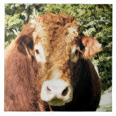 DIE BULL FLIESE (Vorderseite)