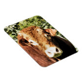 DIE BULL MAGNET (Rechte Seite)