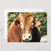 DIE BULL POSTKARTE (Vorne/Hinten)