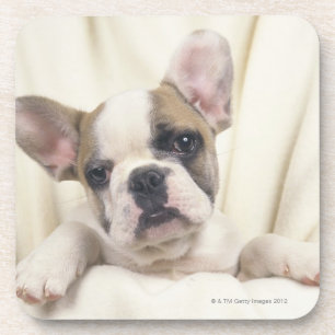 Die Bulldogge, häufig genannt die englische Getränkeuntersetzer