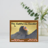 Die California Condor ist ein großartiger Vogel -2 Postkarte (Stehend Vorderseite)