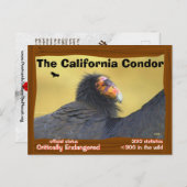 Die California Condor ist ein großartiger Vogel - Postkarte (Vorne/Hinten)