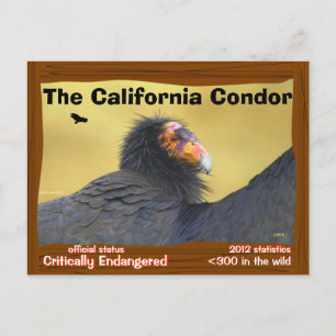 Die California Condor ist ein großartiger Vogel - Postkarte