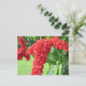 Die Chakonie, die nationale Blume Postkarte (Stehend Vorderseite)