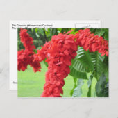 Die Chakonie, die nationale Blume Postkarte (Vorne/Hinten)