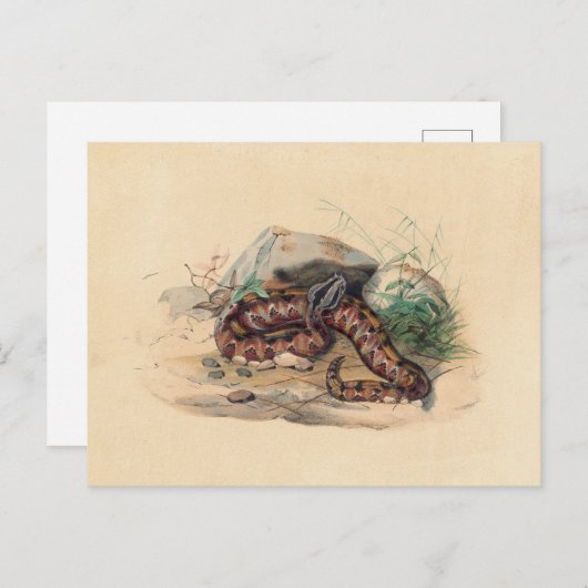 Die Clotho von Joseph Wolf Postkarte (Vorne/Hinten)