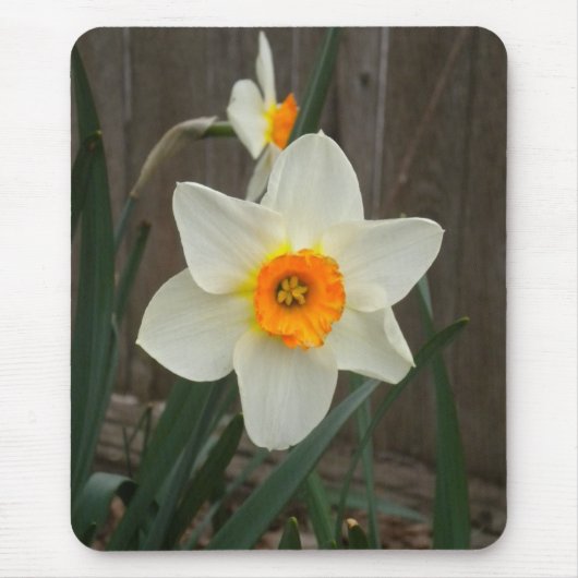 Die Daffodien-Maus-Pad Mousepad (Vorne)