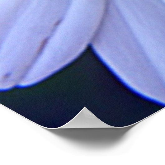 Die Daisies - 20 x 30 Poster (Ecke)