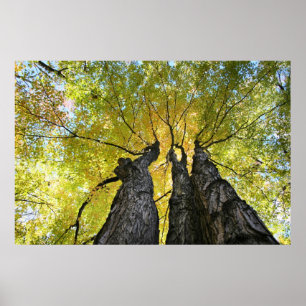 Die Damen tanzen Poster