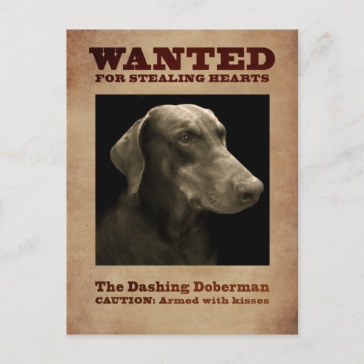 Die dashing Doberman Postkarte (Vorderseite)