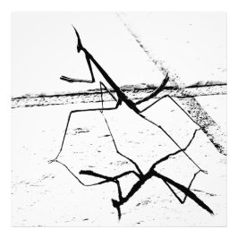 Die Denkmäler Fotodruck