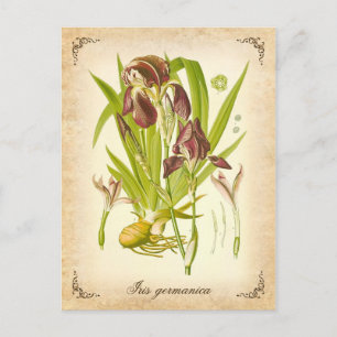 Die deutsche Iris - Vintage-Illustration Postkarte