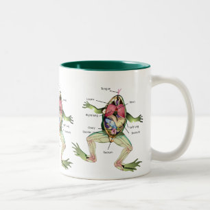 Die Die Anatomie-Illustration des Frosches Zweifarbige Tasse