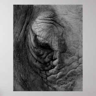 Die Dinge, die ich gesehen habe Weißer Nashorn. D Poster
