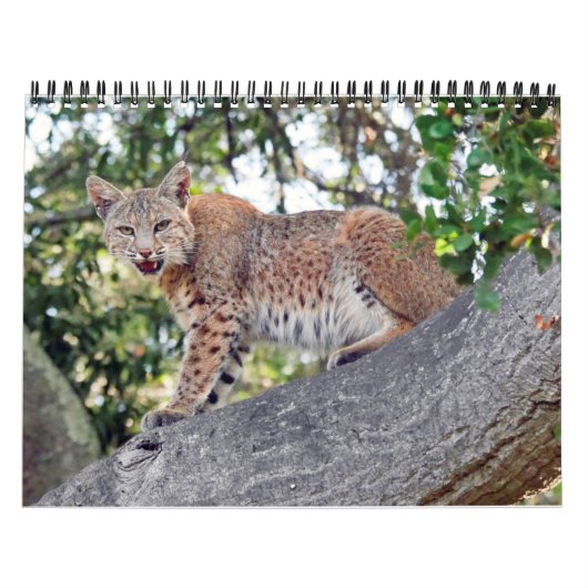 Die Dörfer Vogel und Tier-Kalender Kalender (Titelbild)