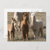 Die drei Amigos im Alpaca-Stil Postkarte (Vorne/Hinten)