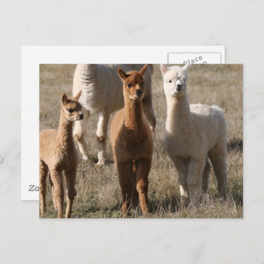 Die drei Amigos im Alpaca-Stil Postkarte (Vorne/Hinten)